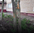 IMG-20210613-WA0014 - Честный Королёв
