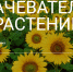 Союз журналистов Подмосковья выпустил лонгрид «Врачеватели растений» - KorolevRIAMO.Ru