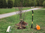 Королевцы высадили на общегородском субботнике больше 200 растений
